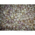 Normal White Garlic Crop 2019 Jinxiang